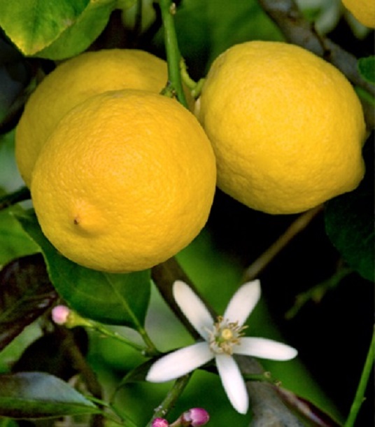 limone di siracusa