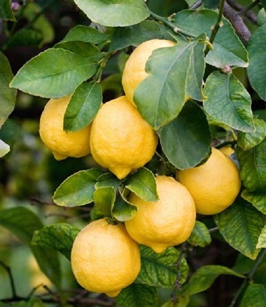 limone di Siracusa