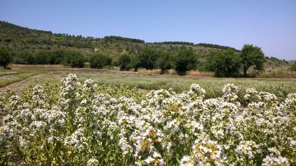 origano mele cotogne gelati viaggio negli iblei
