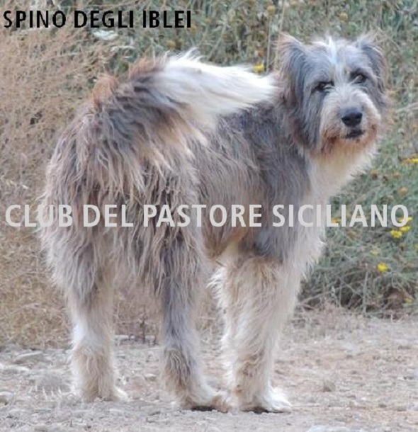 cane spino degli Iblei