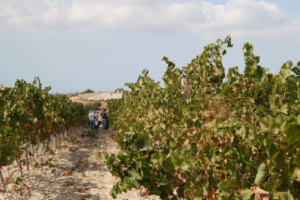 vendemmia cerasuolo di vittoria