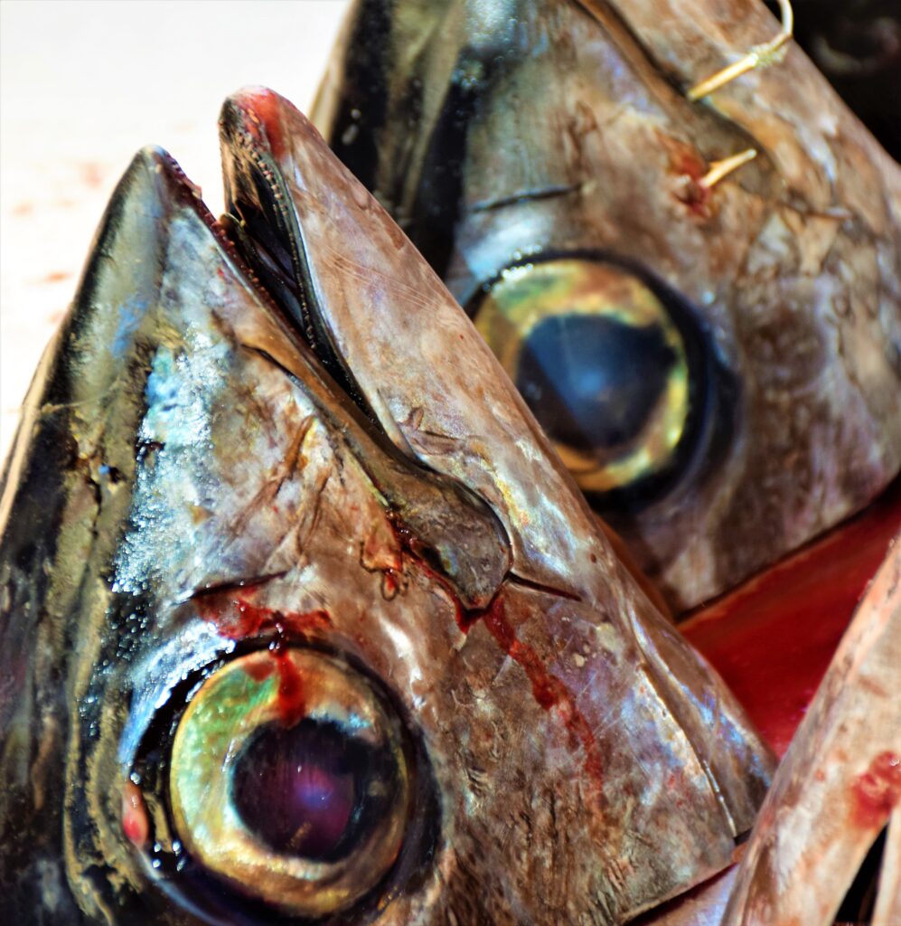 pesce mercato di ortigia siracusa i diari della caponata