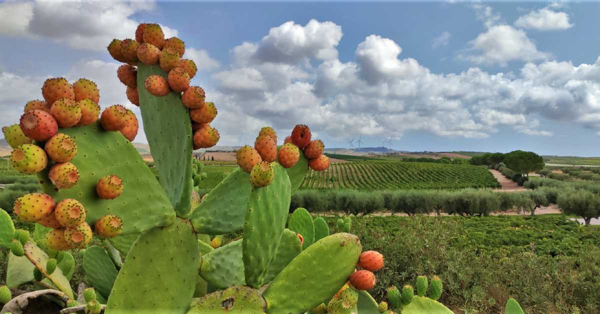 feudo principi di butera i diari della caponata