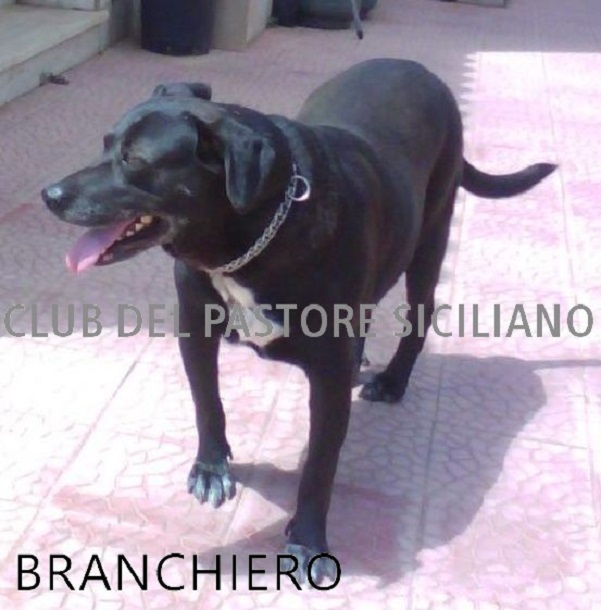 branchiero cane