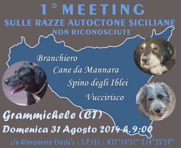 meeting cane siciliano