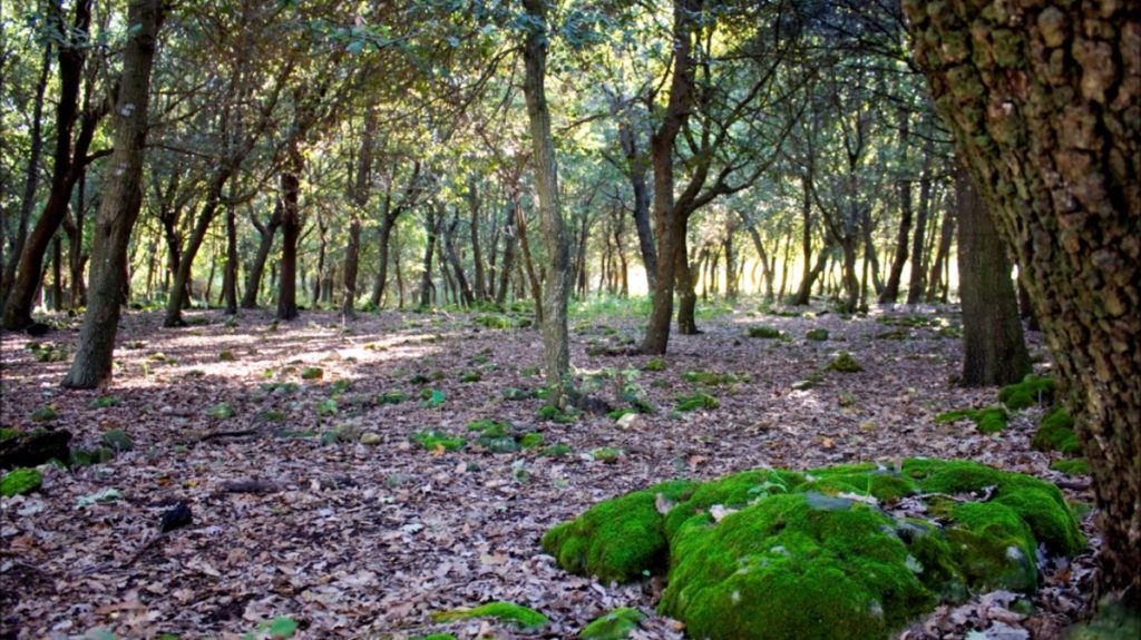 Palazzolo Acreide Bosco di Bauly